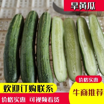湖北恩施精品旱黄瓜，量大从优，产地直发，欢迎选购