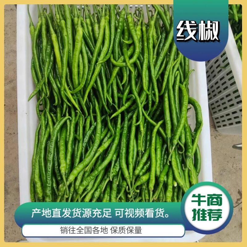精品线椒