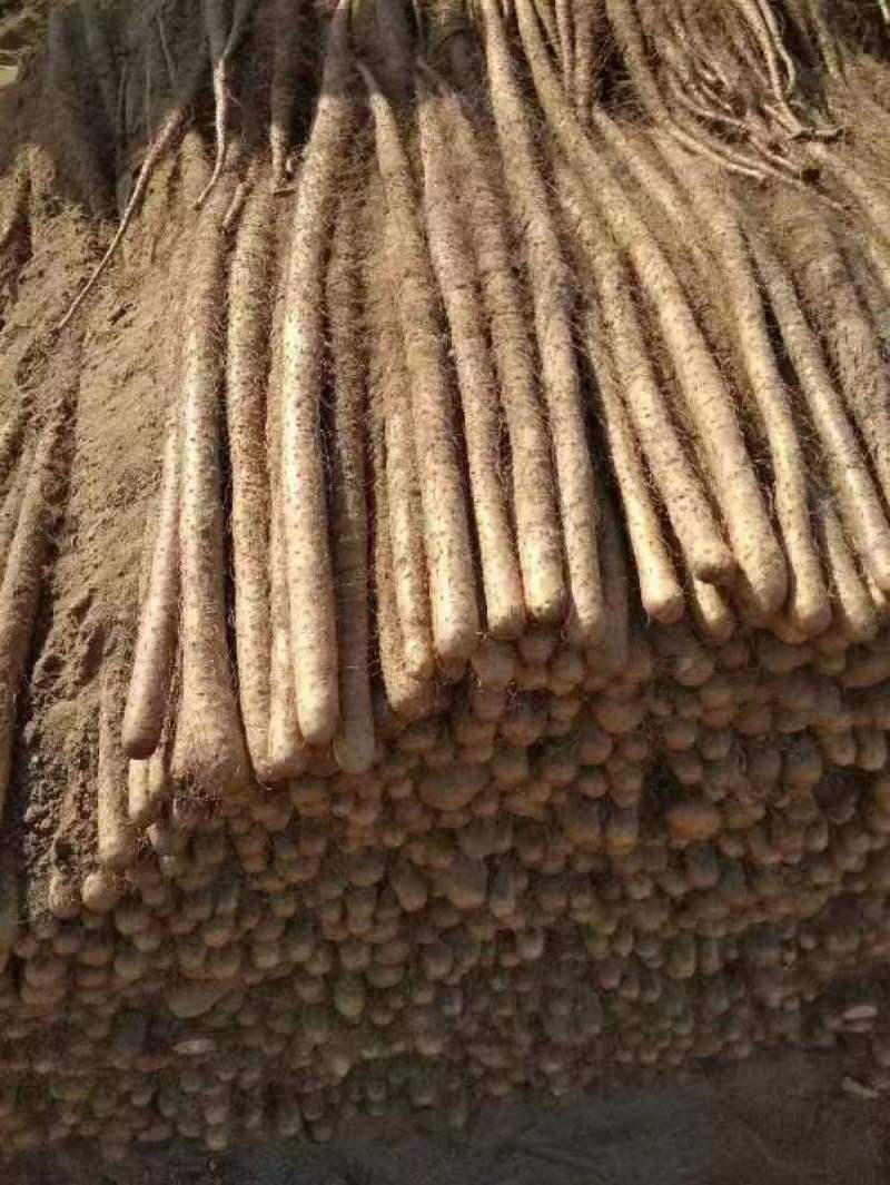铁棍山药黄河故道的沙土地山药【欢迎咨询】保证质量