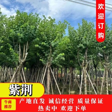 广东宫粉紫荆大量有货，欢迎咨询实地看货。