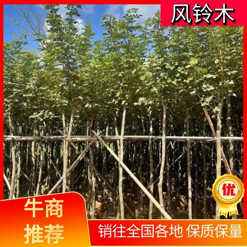 广东黄花风铃木。基地大量有货，欢迎咨询实地看货。