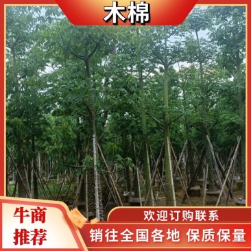 广东普宁美人树基地发货欢迎咨询，实地看货从业多年量大从优