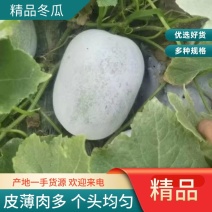 【优质】小冬瓜雪晟冬香产地大量现货实地考察视频