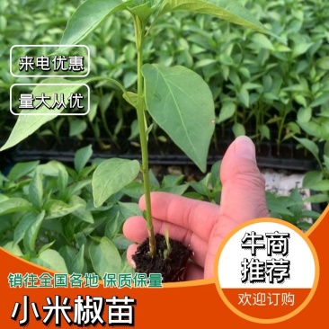 小米椒苗，8叶一芯，根系发达，够老身，硬朗