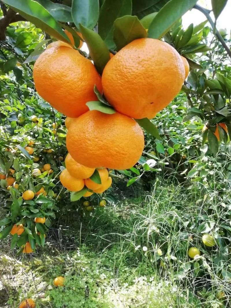 云南柑橘叶果特早蜜橘丑橘供电商出口现场采摘