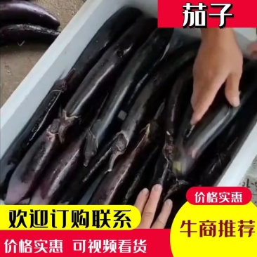 茄子