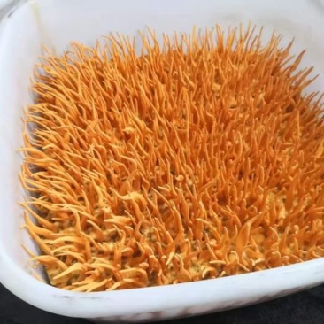 虫草花、蛹虫草出草培养基、瓶装盆装可订做