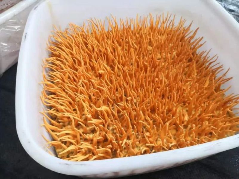 虫草花、蛹虫草出草培养基、瓶装盆装可订做