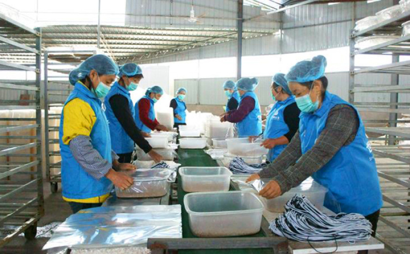 虫草花、蛹虫草出草培养基、瓶装盆装可订做