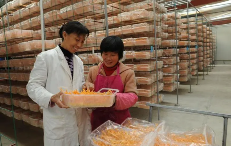 虫草花、蛹虫草出草培养基、瓶装盆装可订做