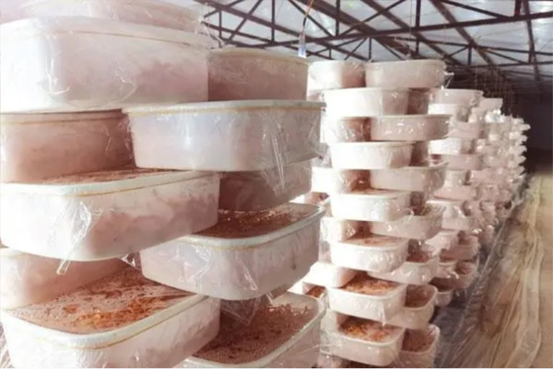 虫草花、蛹虫草出草培养基、瓶装盆装可订做