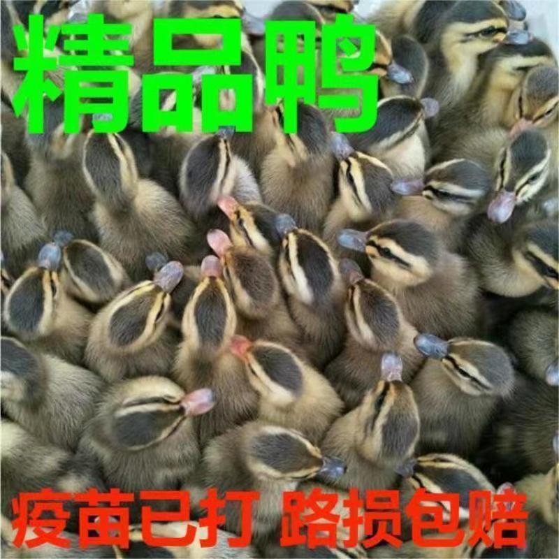 【推荐】大种麻鸭苗成活率高欢迎致电洽谈包打疫苗包运输成活