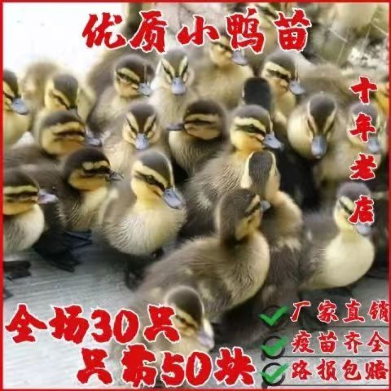 【推荐】大种麻鸭苗成活率高欢迎致电洽谈包打疫苗包运输成活