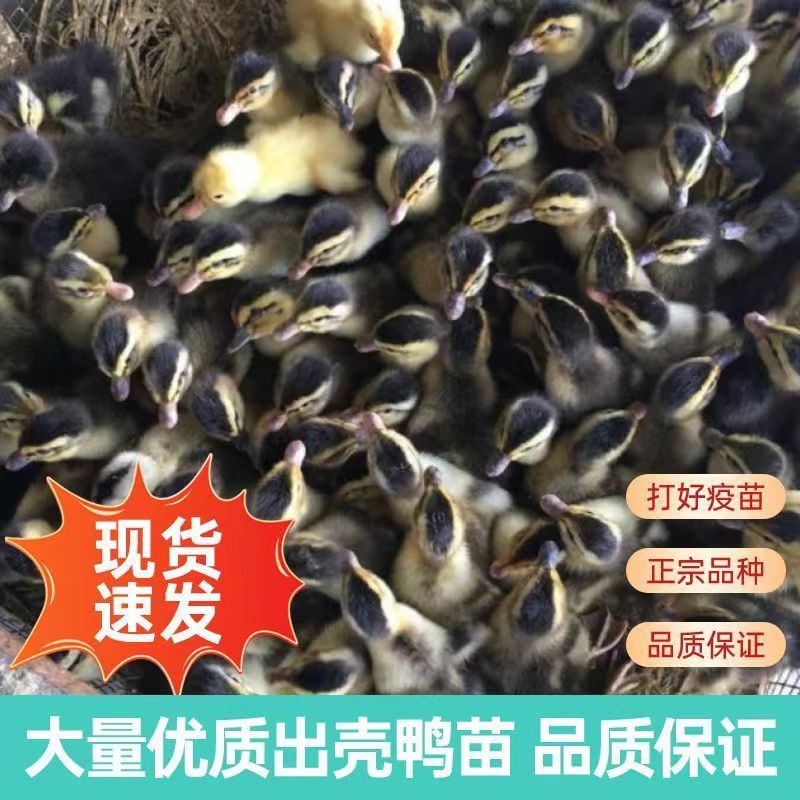 【推荐】大种麻鸭苗成活率高欢迎致电洽谈包打疫苗包运输成活