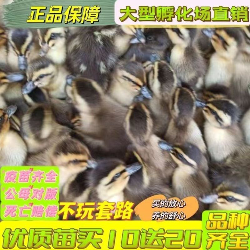 【热卖】大种麻鸭苗成活率高欢迎致电洽谈包打疫苗包运输成活