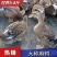 【热卖】大种麻鸭苗成活率高欢迎致电洽谈包打疫苗包运输成活