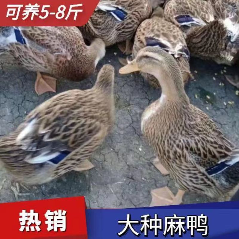 【热卖】大种麻鸭苗成活率高欢迎致电洽谈包打疫苗包运输成活