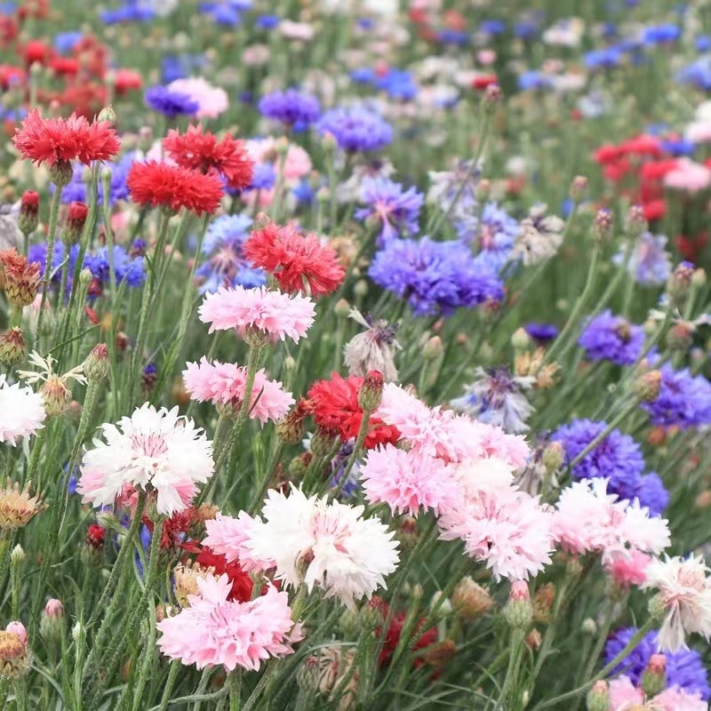 矢车菊花种籽四季易种混色矢车菊花种子室外庭院绿化耐寒花籽