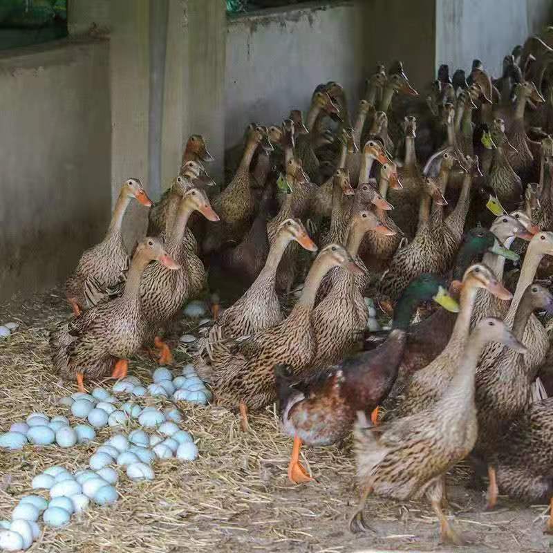 【热销】金锭蛋鸭苗包疫苗包运输成活高产金锭蛋鸭苗厂家直供