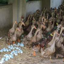 【热销】江南一号蛋鸭苗包疫苗包运输成活高产蛋鸭苗厂家直供