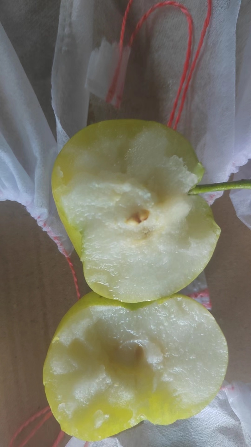 翠玉梨秋月梨河南产地大量上市皮薄汁多可实地考察看