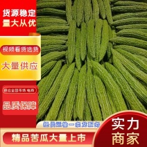 精品苦瓜，新鲜光泽无划痕，各种包装，量大质优