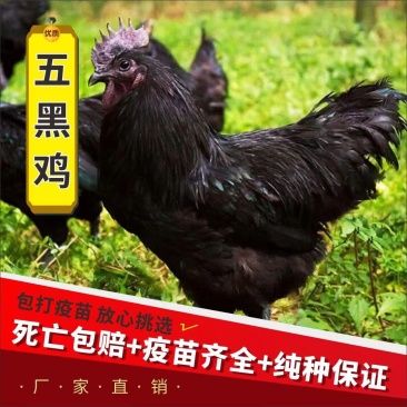 【推荐】黑凤鸡苗天露黑鸡苗包邮包路损防疫齐全全国发货