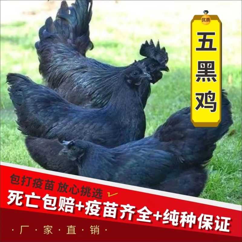 【推荐】黑凤鸡苗天露黑鸡苗包邮包路损防疫齐全全国发货