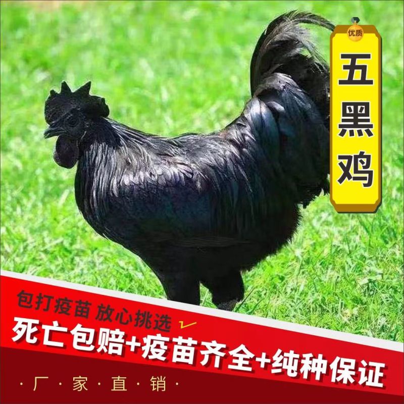 【推荐】黑凤鸡苗天露黑鸡苗包邮包路损防疫齐全全国发货