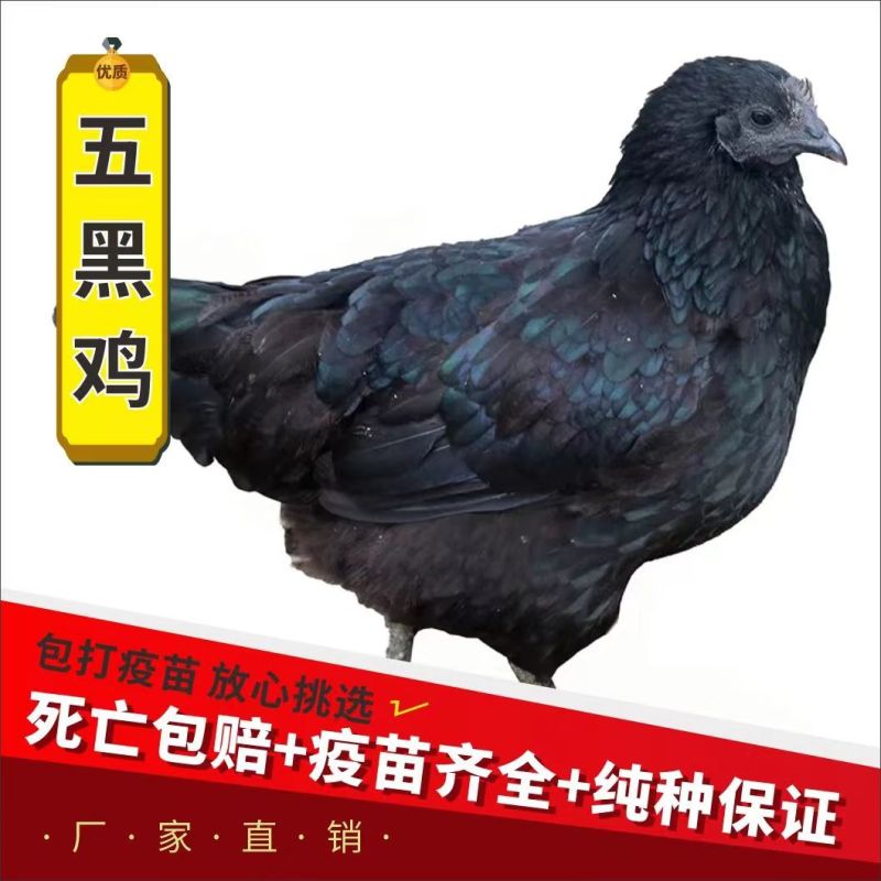 【推荐】黑凤鸡苗天露黑鸡苗包邮包路损防疫齐全全国发货