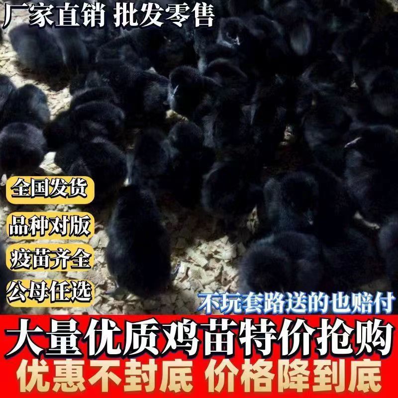 【推荐】黑凤鸡苗天露黑鸡苗包邮包路损防疫齐全全国发货