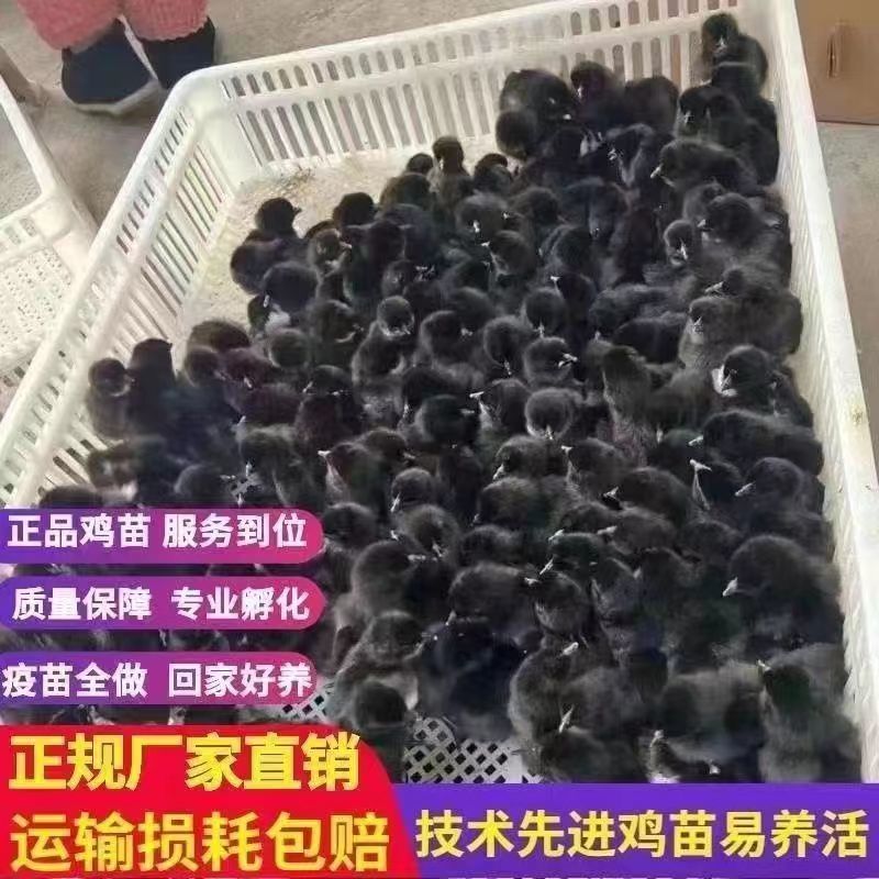 【推荐】黑凤鸡苗天露黑鸡苗包邮包路损防疫齐全全国发货