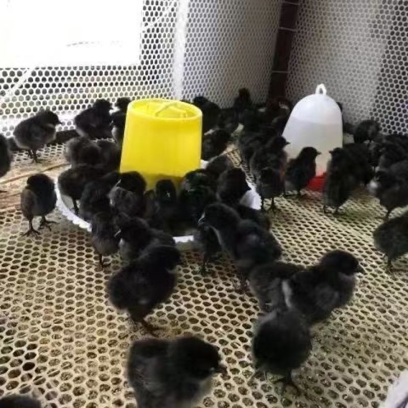 【推荐】黑凤鸡苗天露黑鸡苗包邮包路损防疫齐全全国发货