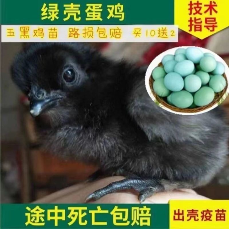 【推荐】黑凤鸡苗天露黑鸡苗包邮包路损防疫齐全全国发货
