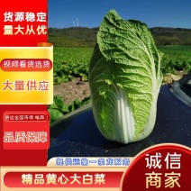 【精品】河北黄心大白菜大量上市基地供货品质保障