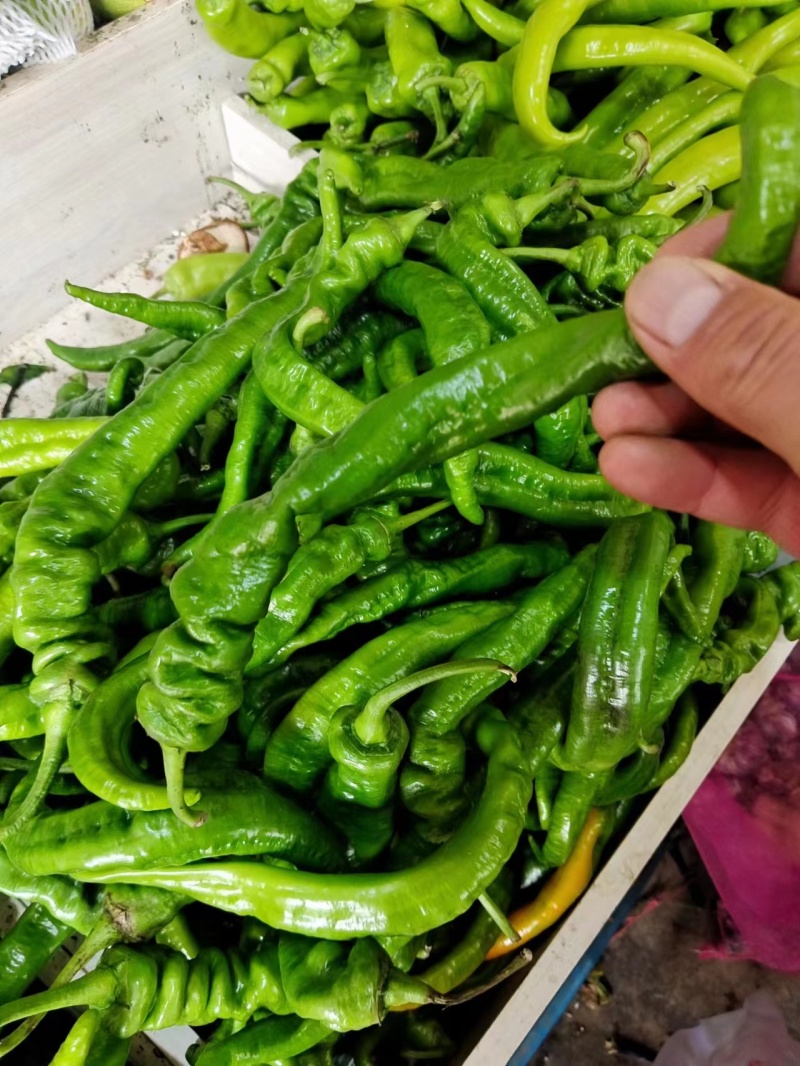 精品推荐【甘肃辣椒】诚信牛商商超品质一手货源