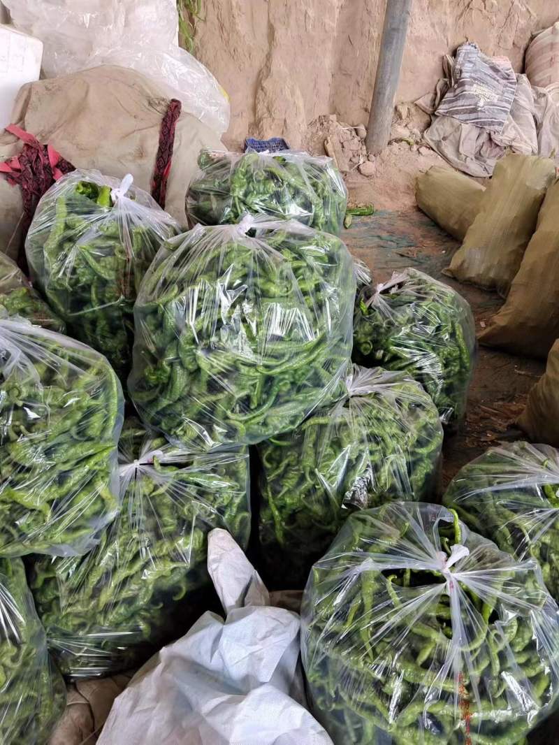 精品推荐【甘肃辣椒】诚信牛商商超品质一手货源