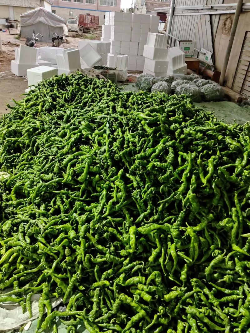 精品推荐【甘肃辣椒】诚信牛商商超品质一手货源