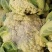 【新品上市】菜花松花菜花菜质量保证品种纯正假一赔十