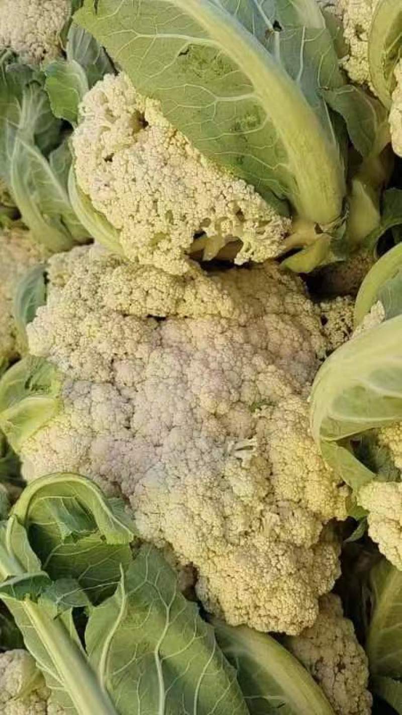 【新品上市】菜花松花菜花菜质量保证品种纯正假一赔十