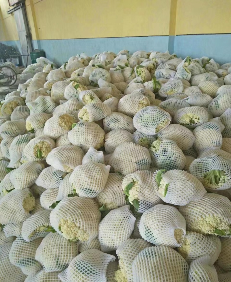 【新品上市】菜花松花菜花菜质量保证品种纯正假一赔十