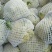 【新品上市】菜花松花菜花菜质量保证品种纯正假一赔十