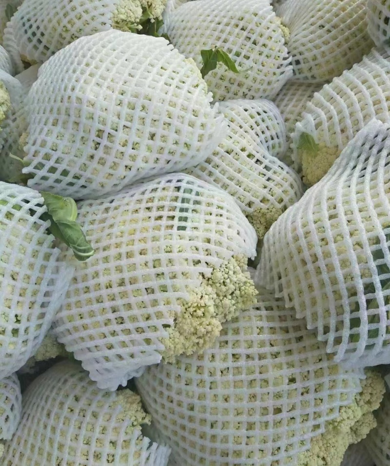 【新品上市】菜花松花菜花菜质量保证品种纯正假一赔十