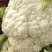 【新品上市】菜花松花菜花菜质量保证品种纯正假一赔十