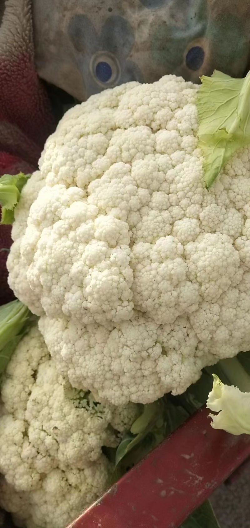 【新品上市】菜花松花菜花菜质量保证品种纯正假一赔十