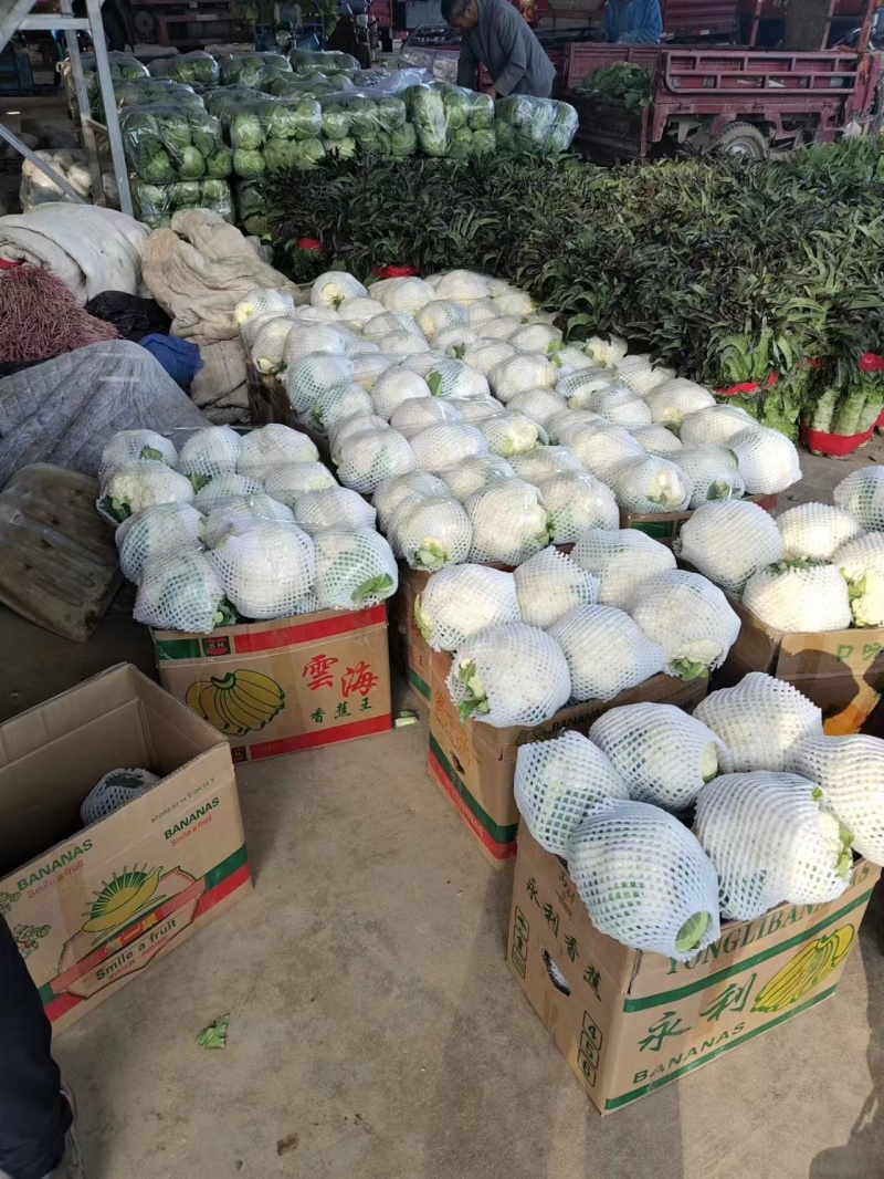【新品上市】菜花松花菜花菜质量保证品种纯正假一赔十