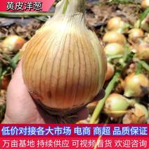 【洋葱】甘肃黄皮洋葱大量上市现货现发对接各大批发市场