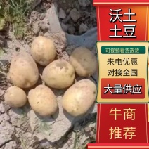 河南土豆开封沃土土豆货量充足全国市场欢迎来电咨询订购