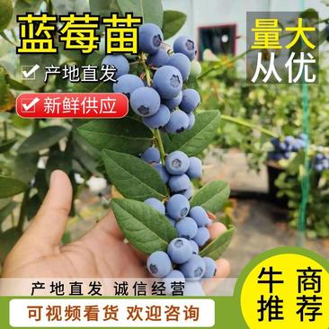 蓝莓苗法新云雀莱宝优系莱品种齐全产地直发货源充足欢迎来电