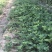 『妙香草莓苗』徐州草莓苗基地直供可视频看货欢迎咨询